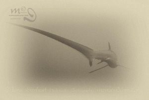 TAIL by Mona Dienhart 